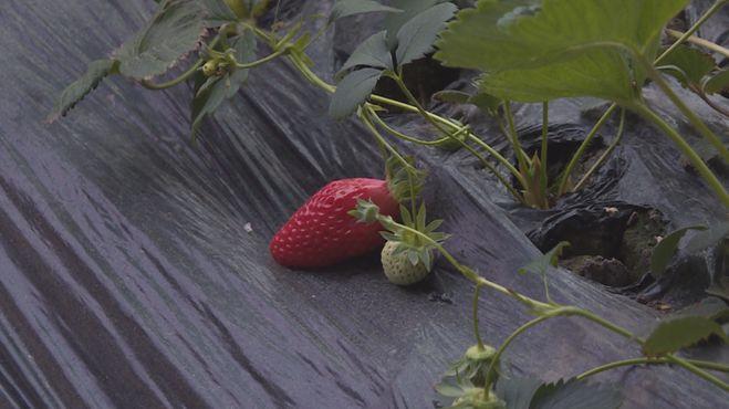 科技引領新生活，重慶雙福蔬菜價格行情實時掌握，蔬菜市場動態(tài)盡在眼前